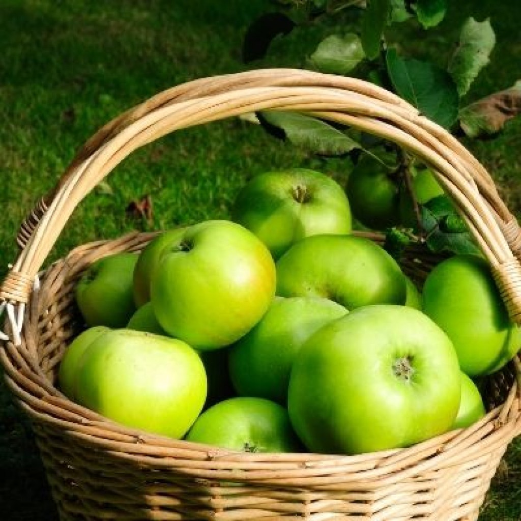 Bramley Apples